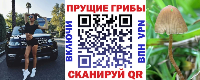 Галлюциногенные грибы MAGIC MUSHROOMS  KRAKEN зеркало  Железноводск 